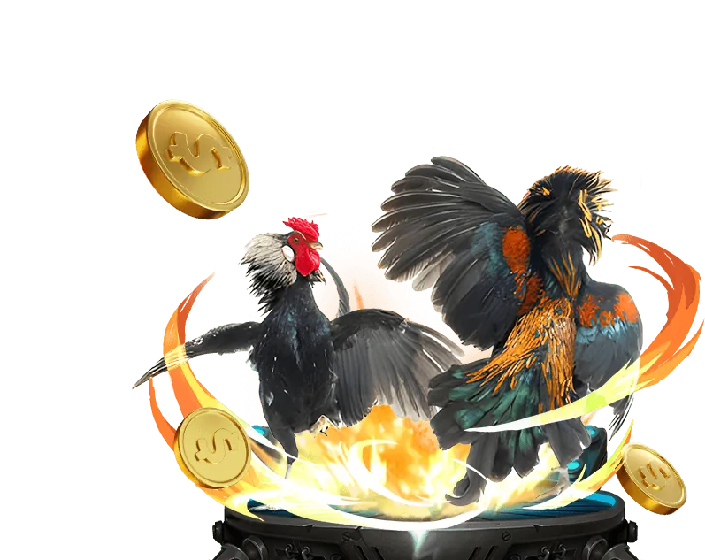 Đá gà trực tiếp đầy kịch tính